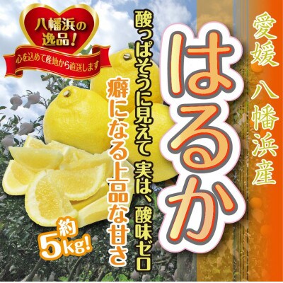ジューシーな甘さ!「はるか」約5キロ 【C39-7】
