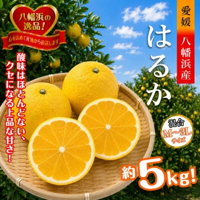 2027年2月発送開始　ジューシーな甘さ!「はるか」約5キロ　【C39-7】