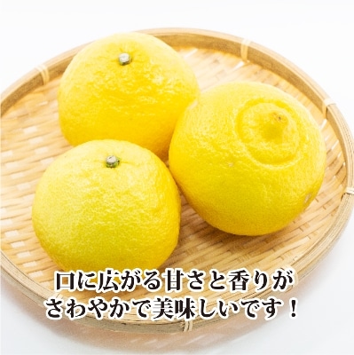 ジューシーな甘さ!「はるか」約5キロ 【C39-7】
