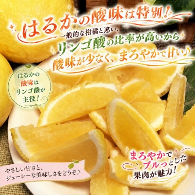 2027年2月発送開始　ジューシーな甘さ!「はるか」約5キロ　【C39-7】