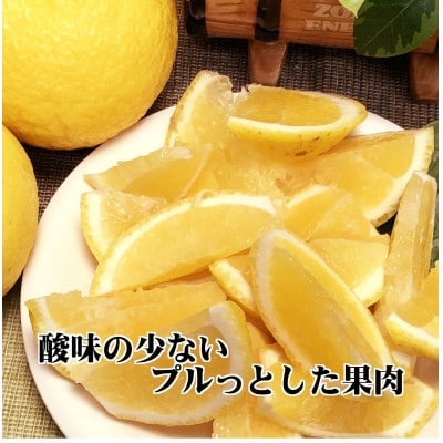 ジューシーな甘さ!「はるか」約5キロ 【C39-7】
