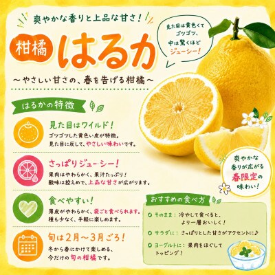 2027年2月発送開始　ジューシーな甘さ!「はるか」約5キロ　【C39-7】