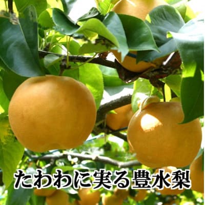 八幡浜の梨、果汁たっぷり!!「豊水」4キロ【C39-37】
