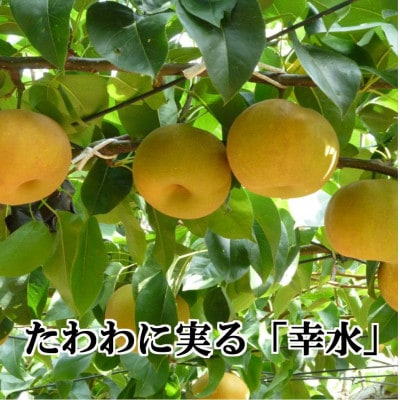 八幡浜の梨、果汁たっぷり!!「幸水」約4キロ【C39-40】
