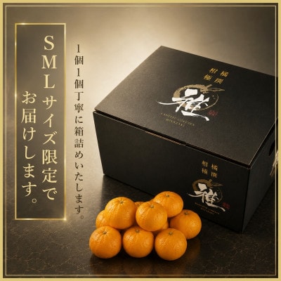 極撰柑橘【雅】光センサー合格品「八幡浜温州みかん」4キロ 【C39-41】