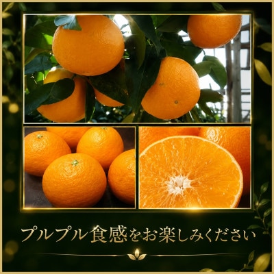 極撰 柑橘 【 雅 】光センサー 合格品・プルプル食感「 マドンナ 」 2キロ　【D39-43】