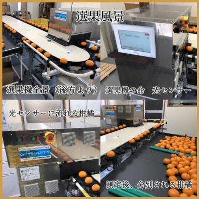 2025年2月発送開始　極撰柑橘“雅”光センサー合格品・高級柑橘「甘平 」2キロ  【C39-46】