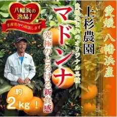 上杉農園のぷるぷる新食感!「マドンナ」約2kg【C39-50】