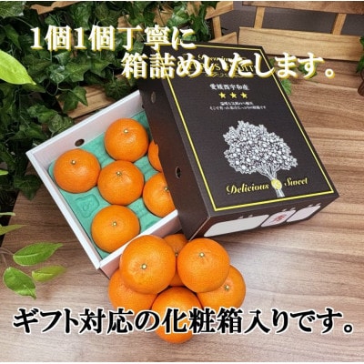 2026年2月～順次出荷　柑橘の大トロ‼「せとか」約2kg 【C39-55】