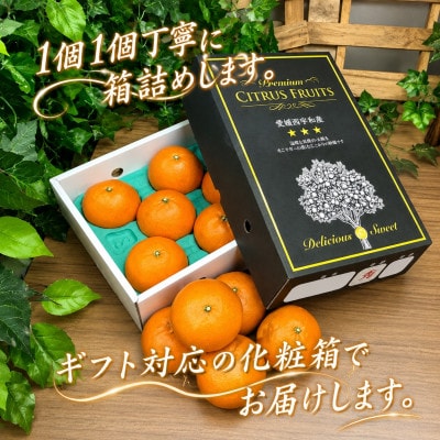 2027年2月～順次出荷　柑橘の大トロ‼「せとか」約2kg 【C39-55】
