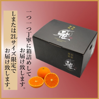 2026年3月出荷開始　極撰柑橘【雅】光センサー合格品・完熟「清見」3キロ【C39-56】