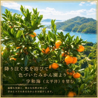 特撰柑橘【雅】光センサー合格品「八幡浜温州みかん」約5キロ 【D39-54】
