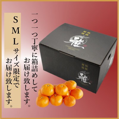特撰柑橘【雅】光センサー合格品「八幡浜温州みかん」約5キロ 【D39-54】