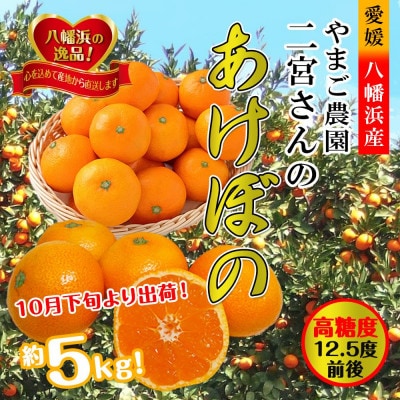 やまご農園 高糖度みかん!「あけぼの」【C39-11】