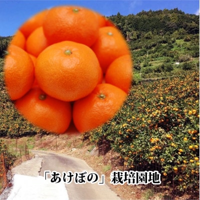 やまご農園 高糖度みかん!「あけぼの」【C39-11】
