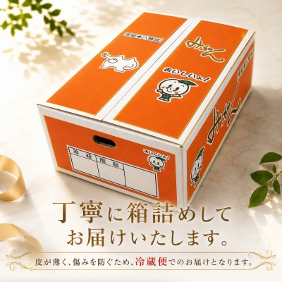 濃厚な味わい!やまご農園 高糖度みかん!「あけぼの」【C39-11】
