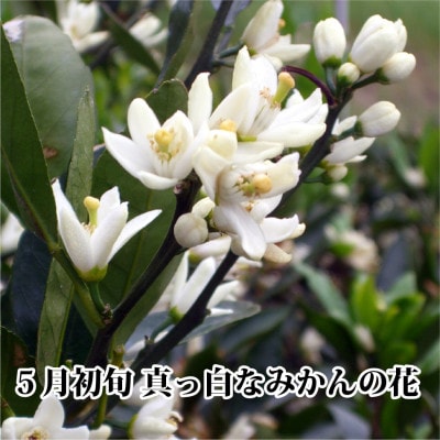 2025年11月発送開始　小粒・濃厚な味わい!!「八幡浜小玉っ子みかん」約5kg【C39-59】