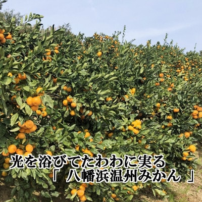 2025年11月発送開始　小粒・濃厚な味わい!!「八幡浜小玉っ子みかん」約5kg【C39-59】