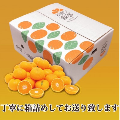 2025年11月発送開始　小粒・濃厚な味わい!!「八幡浜小玉っ子みかん」約5kg【C39-59】