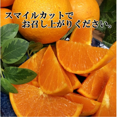 2026年2月発送開始　みずみずしい香り・柑橘の大トロ!「姫せとか」約3.5kg【D39-60】