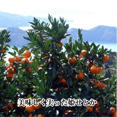 2026年2月発送開始　みずみずしい香り・柑橘の大トロ!「姫せとか」約3.5kg【D39-60】