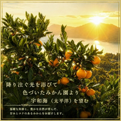 極撰柑橘【雅プレミアム】糖度保証・光センサー合格品「八幡浜温州みかん」約3キロ【C39-63】