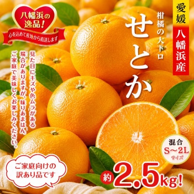 2027年2月～順次発送　柑橘の大トロ!「せとか」約2.5キロ【訳あり品・家庭向け】【C39-65】