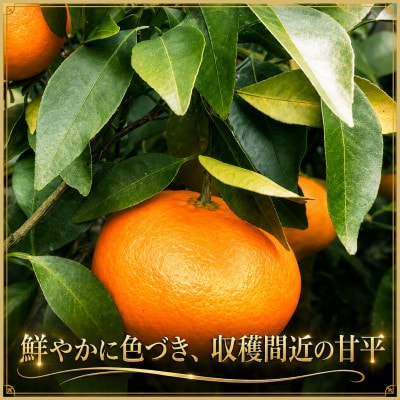 極撰柑橘【雅】光センサー合格品・限定300ケース　愛媛の高級柑橘「甘平」約1.8キロ【D39-66】