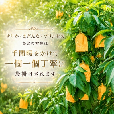こんな柑橘はじめて!!上杉農園のぷるぷる新食感!!「まどんな」約2.5kg【D39-67】