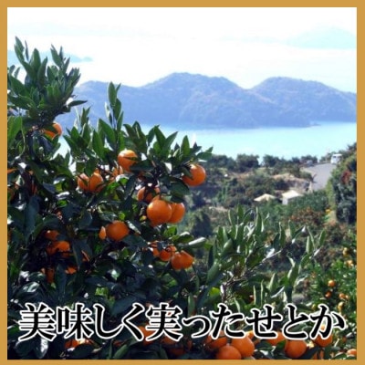 極撰柑橘【雅】光センサー合格品・柑橘の大トロ「 せとか 」約3キロ【D39-71】