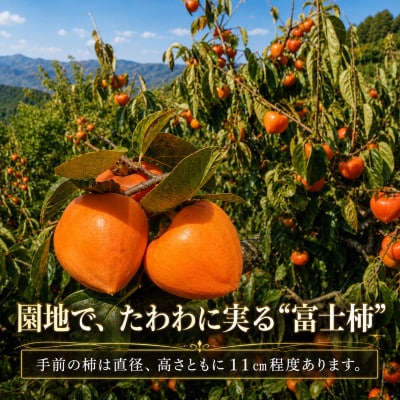 甘さにニッコリ!日本最大級の柿「富士柿」約3キロ【C39-72】