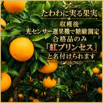柑橘界のサラブレット!!「まどんな」と「甘平」を親に持つ!!　「紅プリンセス」2キロ【D39-76】