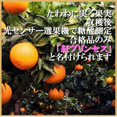 柑橘界のサラブレット!!「まどんな」と「甘平」を親に持つ!!　「紅プリンセス」3キロ【F39-77】