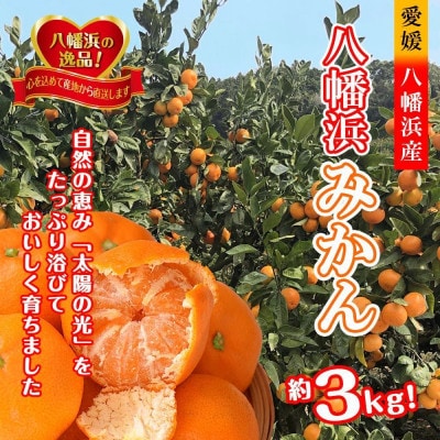 太陽の光・石垣の反射光・海面の反射光を浴びて育った「八幡浜みかん」約3キロ【B39-78】