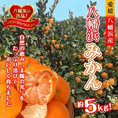 太陽の光・石垣の反射光・海面の反射光を浴びて育った「八幡浜みかん」約5キロ【C39-79】