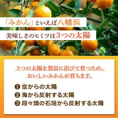 太陽の光・石垣の反射光・海面の反射光を浴びて育った「八幡浜みかん」約5キロ【C39-79】