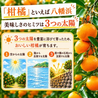 太陽の光・石垣の反射光・海面の反射光を浴びて育った「八幡浜みかん」約5キロ【C39-79】