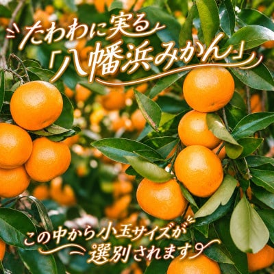 2026年11月～順次出荷　小粒・濃厚な味わい!!「八幡浜小玉っ子みかん」約3kg【A39-80】