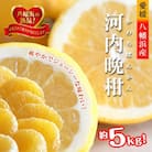 2026年4月～順次出荷　爽やかでみずみずしい!初夏のジューシー「河内晩柑」約5キロ【C39-81】
