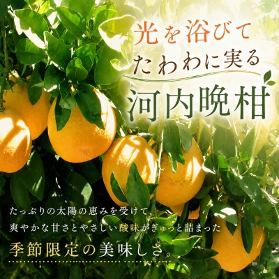 2027年4月～順次出荷　爽やかでみずみずしい!初夏のジューシー「河内晩柑」約5キロ【C39-81】