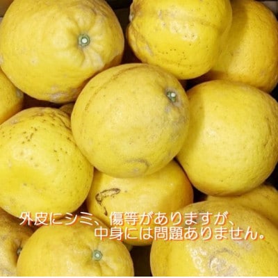 2027年4月～順次出荷　爽やかでみずみずしい!初夏の「河内晩柑」約5キロ【訳あり】【C39-82】