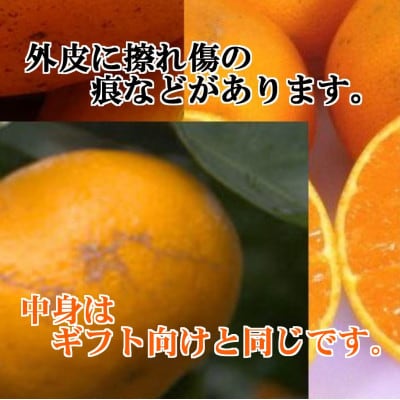 年明け提供・家庭向き　限定400ケース　ぷるぷる新食感「まどんな」約3.5キロ【C39-84】
