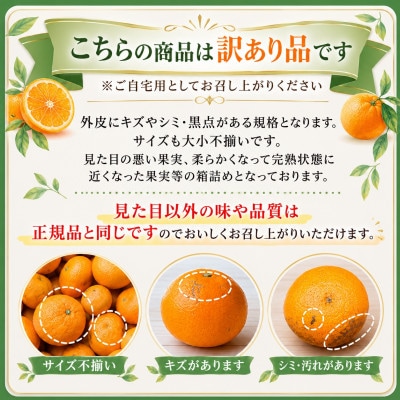 限定200個　柑橘の大トロ!「せとか」約3.6キロ【訳あり品・家庭向け】【39-88】
