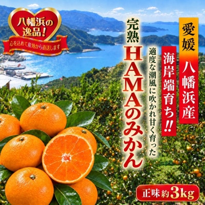 ミネラルを運ぶ潮風に吹かれ甘く育ったみかんを厳選　完熟「HAMAのみかん」正味約3kg【39-94】