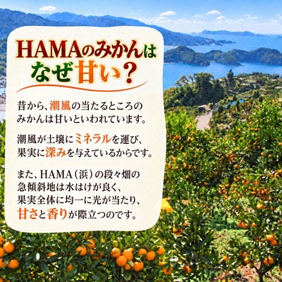 ミネラルを運ぶ潮風に吹かれ甘く育ったみかんを厳選　完熟「HAMAのみかん」正味約3kg【39-94】