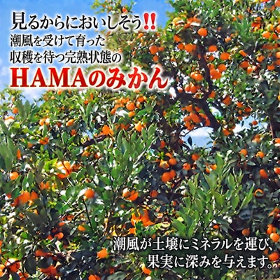 ミネラルを運ぶ潮風に吹かれ甘く育ったみかんを厳選　完熟「HAMAのみかん」正味約7kg【39-96】