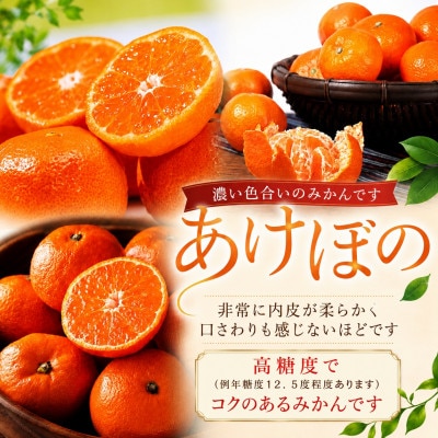 【発送月固定定期便】甘いみかん!!三銘柄「あけぼの」「天授蜜柑」「南柑20号」【39-91】全3回