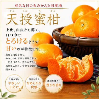 【発送月固定定期便】甘いみかん!!三銘柄「あけぼの」「天授蜜柑」「南柑20号」【39-91】全3回