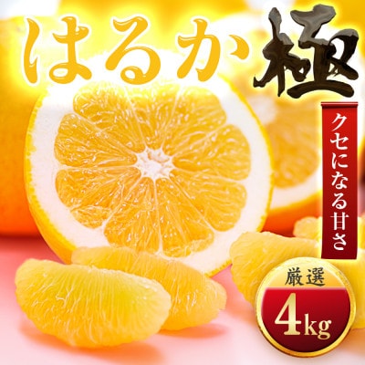 【太陽をたっぷり浴びた】はるか【極】4kg【C49-48】