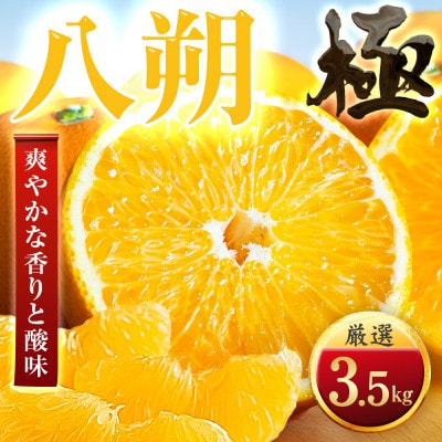 【ほろ苦さが旨い】大人の柑橘 八朔　3.5kg　愛媛県産【49-118】
